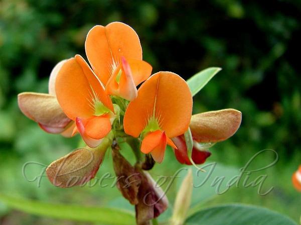 Orange Tephrosia